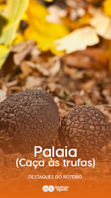 Palaia-(Caça-às-trufas)